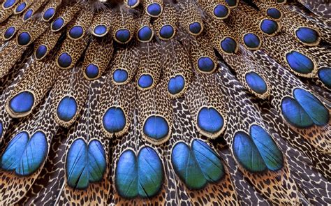 In spirituality, the peacock holds a sacred place. Vermont Dead Line: It's All Fluff ~ Feather Superstition