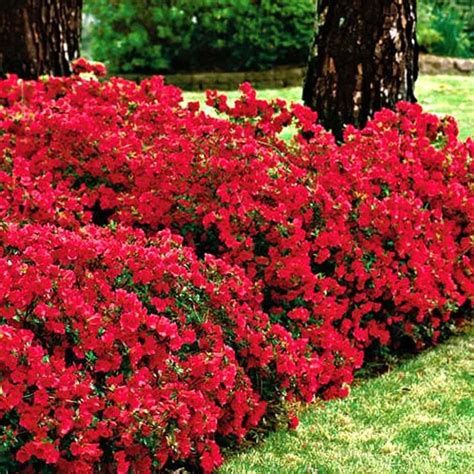 Red Flowering Shrubs For Your Garden Garden Shrubs Planting Flowers