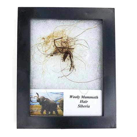 Woolly Mammoth Hair Biologylife Science Educational Innovations Inc