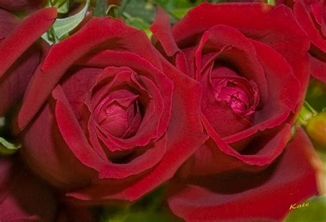 Red Rose Romance Photograph By Kate Kilpatrick Fine Art America