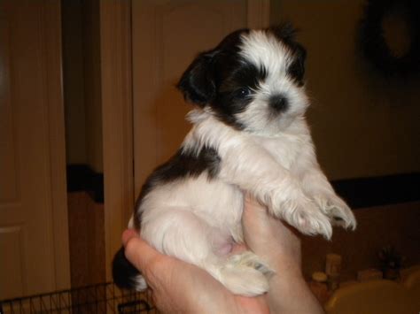 6 Weeks Old Shih Tzu Common Information And Pictures
