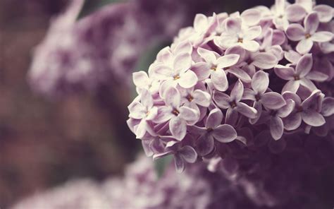 Lilac Wallpapers Wallpaper Cave