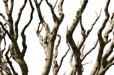 Branches Backgrounds Tree Branch Ppt Background Slidebackground