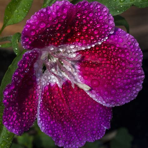 Shared Via Flipboard Plants Violet