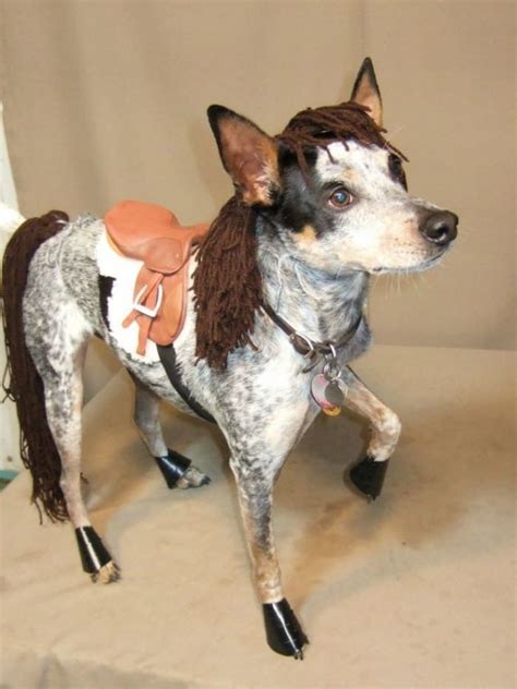 10 Dogs Disguised As Other Animals For Halloween Diy Dog Costumes