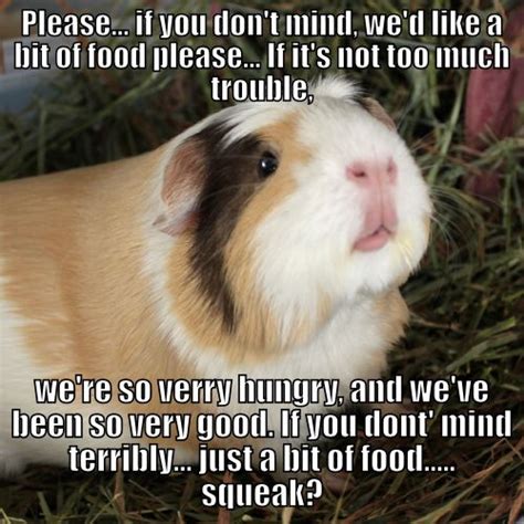 Funny Guinea Pig Memes