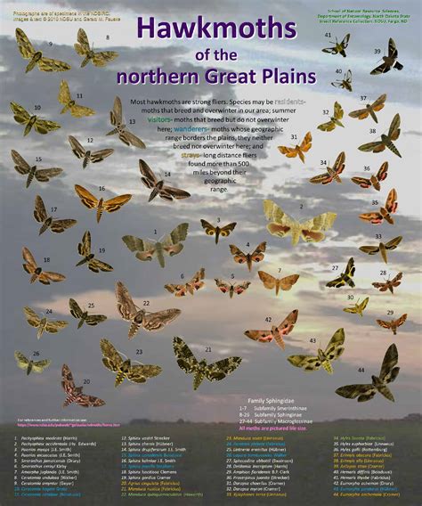 The Hawkmoths Of The Northern Great Plains An Illustrated Poster
