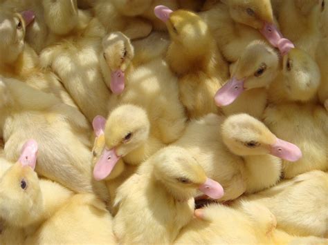 Chicks Baby Ducks Fluffy Yellow Cute Babies Animals Portugal Photo