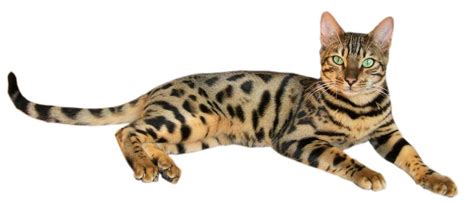 Bengal cats look feral, but are totally domestic. Happy Cat Home