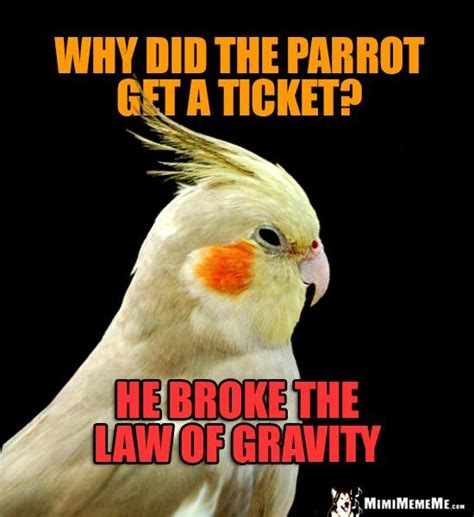75 Best Funny Bird Memes Images On Pinterest Funny Birds