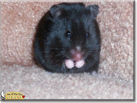 Oreo Black Bear Hamster December 4 2019