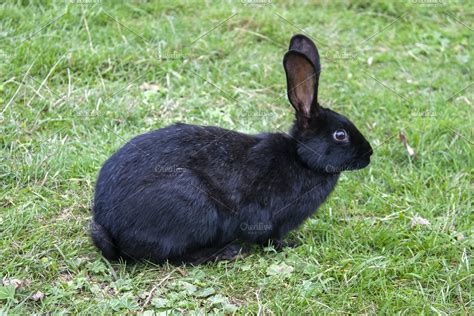 Black rabbit on the grass | High-Quality Animal Stock Photos ~ Creative Market