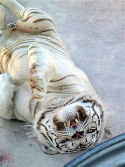 The First Tiger With Down Syndrome 6 Photos Klyker Down Syndrome Tiger White Tiger