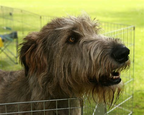 The Irish Wolfhound Propuppy