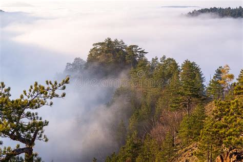 Pines Breaking A Cloud In Fall Stock Photo Image Of Sunset Hillside