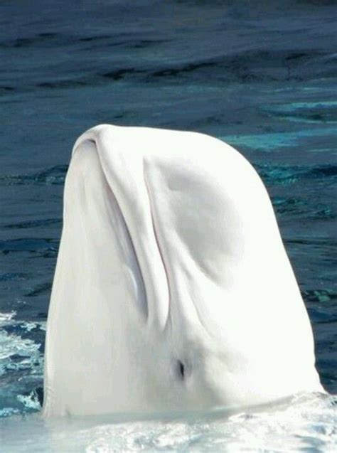 Beluga Beluga Whale Albino Animals Animals Beautiful