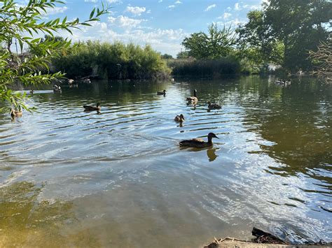 Photo of the Week - Lucky Ducks | Photo of the Week