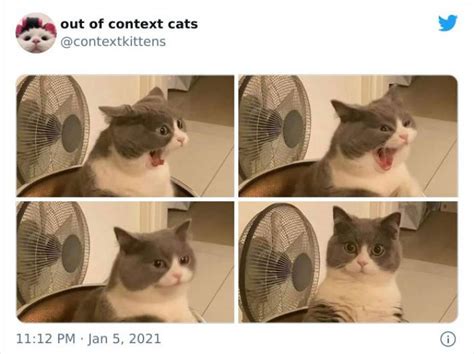 These Cats Are Out Of Context 48 Pics