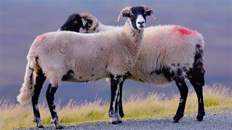 common sheep diseases symptoms and treatment check how this guide helps sheep farmers