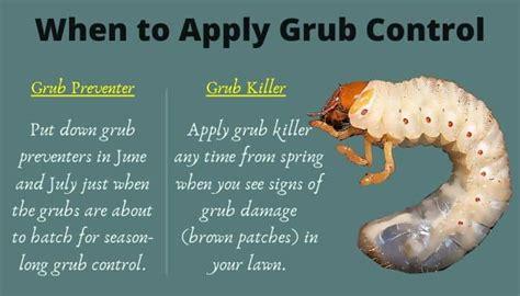 When To Apply Grub Control Best Time To Treat Your Lawn Cg Lawn
