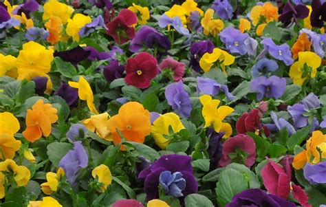 Matrix Mix Jewels Wholesale Pansy For Sale Flintwood Farms