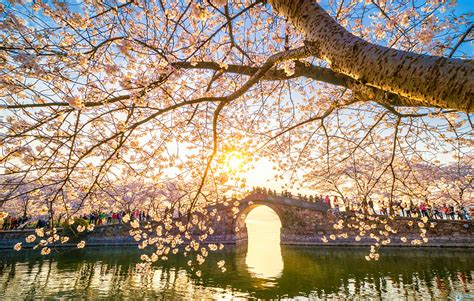 Cherry Blossoms Across China Global Times