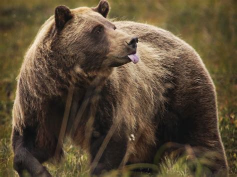 Bear In Denali National Park Euthanized Over Safety Concerns Local