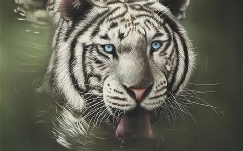 Wallpaper White Tiger Face Blue Eyes Tongue Hd Picture