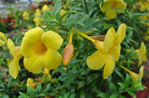 Malaysia agreed to drop its buy british last campaign in 1983 after the united kingdom expanded scholarship opportunities for malaysian students. AphaRock: THE BEAUTY OF MALAYSIA'S NATURE WALK