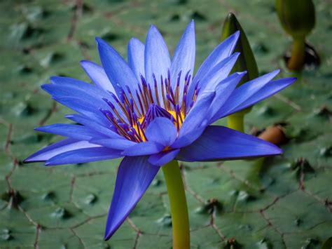 Blue Lotus Amsterdam Herbs