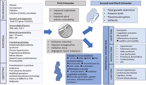 Frontiers Preeclampsia And Venous Thromboembolism Pathophysiology