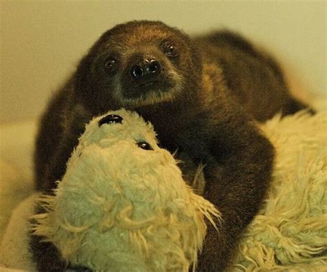 Go Sid Go Baby Sloth Thrives At Bristol Zoo Zooborns
