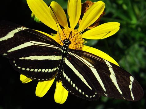 Zebra Butterfly On Yellow Photograph By Lori Frisch Fine Art America