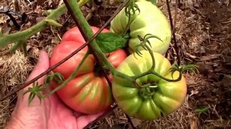 First Belgium Giant Tomato To Ripen This Year Youtube