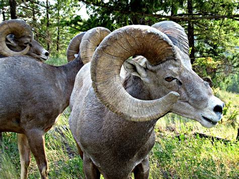 Bighorn Sheep Herd Photograph By Shirley Sirois Fine Art America