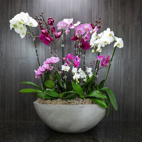 Exquisite Orchid Planter Le Bouquet Florist In Scottsdale Az