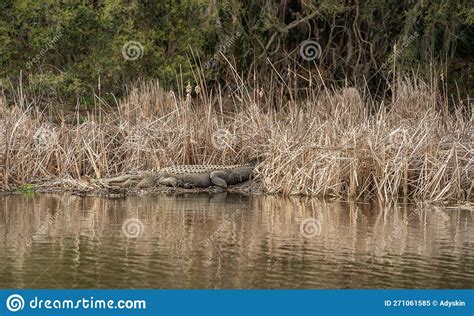 Alligators In Natural Habitat Magnolia Plantation And Gardens In