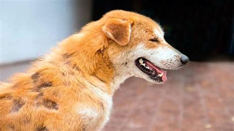 Enfermedades De La Piel De Los Perros Guía Completa Con Fotos Razas
