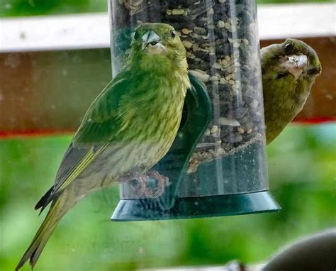 Rspbs Big Garden Birdwatch Ready To Take Off Express And Star