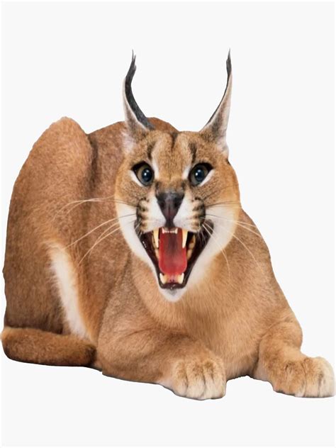Floppa Angry Caracal Sticker For Sale By Mzusa Redbubble