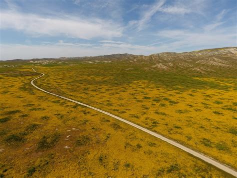 Temblor (plural temblors or temblores). Temblor Range wildflowers