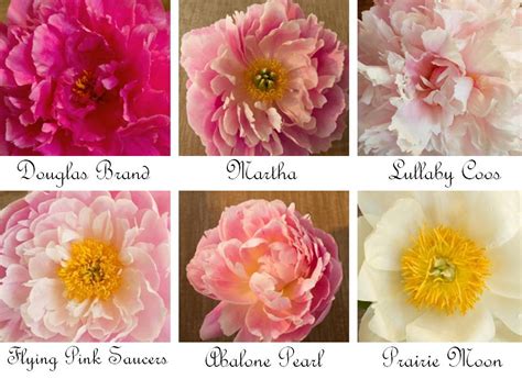 Pentas flowers come in many different colors and are one of the top types of flowers for attracting butterflies. Romantic wedding flowers- peonies in shades of ivory, pink ...