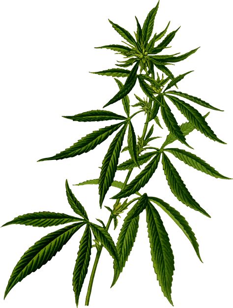 Cannabis Vector Clipart Image Free Stock Photo Public Domain Photo