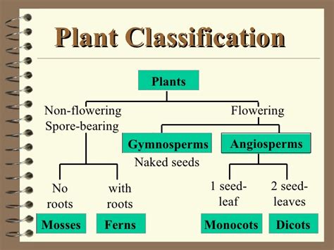 Your academic level, paper type and format, the number of pages and sources, discipline, and deadline. Natural Science for 5 and 6. : 5º. Unit 4.THE PLANT KINGDOM