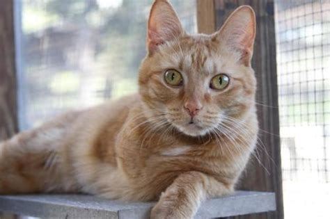 Tabby Orange Rb Medium Young Male Cat For
