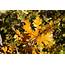 Golden Fall Scrub Oak Leaves Close Up Picture  Free Photograph