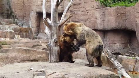Bears Have A Sparring Match At Indianapolis Zoo Youtube