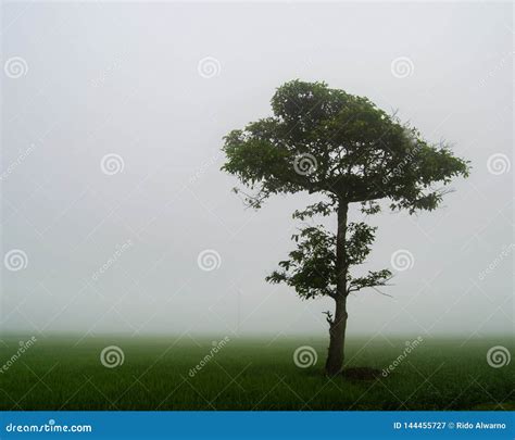 Lone Tree In The Middle Of Misty Meadow Stock Image Image Of Tree