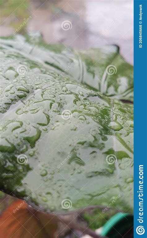 Hoja En Raindrop Foto De Archivo Imagen De Planta Verde