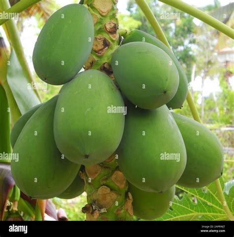 Fruta Kerala Fotografías E Imágenes De Alta Resolución Alamy